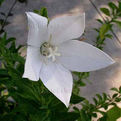 Platycodon grandiflorus White 5 Unrooted Cuttings BALLOON Chinese Bellflower HARDY Z3