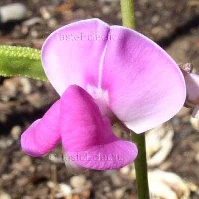 Dolichos lablab Pink 3 inch Pot Plant HYACINTH BEAN VINE Green Leaves