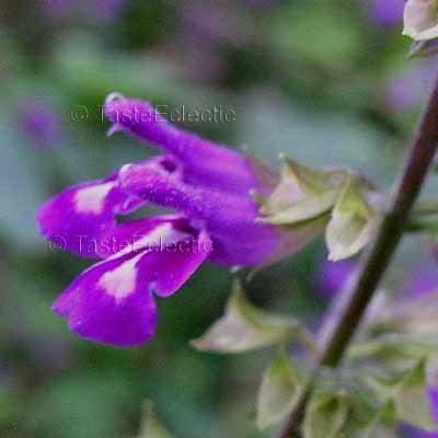 Salvia myriantha 4 Unrooted Cuttings MYSTERY gracilis MEXICAN SHADE SAGE