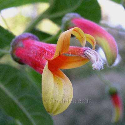 Lobelia mexicana 3.5 inch Pot Plant V RARE Festive Mexican CARDINAL FLOWER TREE Hummingbird
