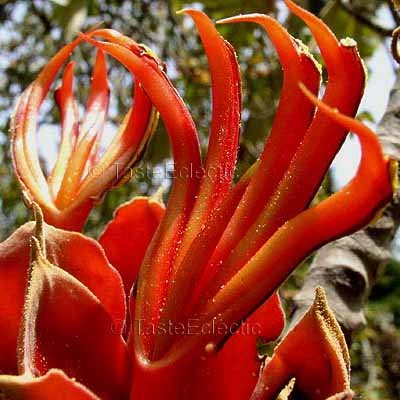 Chiranthodendron pentadactylon 3 inch Pot Plant MEXICAN DEVIL HAND TREE Endangered V RARE