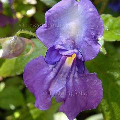 Impatiens puberula 3 Unrooted Cuttings V RARE PURPLE TUBEROUS Indian Jewelweed Balsam HARDY Z7