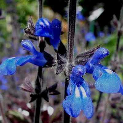 Salvia sinaloensis 3 inch Pot 2-Plants BICOLOR SAPPHIRE BLUE SAGE Shade Z7