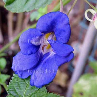 Impatiens namchabarwensis 3 inch Pot Plant TRUE BLUE Diamond Himalayan Jewelweed V RARE