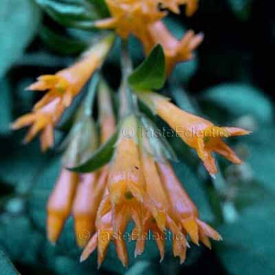 Cestrum aurantiacum 2 Unrooted Cuttings MANGO YELLOW ORANGE SHRUB JESSAMINE RARE