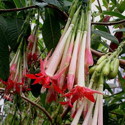 Fuchsia boliviana Alba 3 inch Pot Plant WHITE BOLIVIAN FUCHSIA RARE
