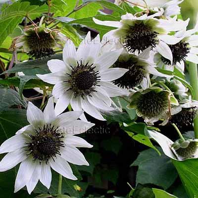 Rojasianthe superba 3.5 inch Pot Plant WHITE TREE SUNFLOWER V RARE