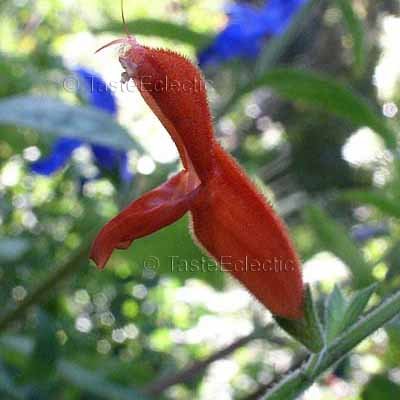 Salvia lineata 3 Unrooted Cuttings V RARE Oaxaca Wooly Red Sage