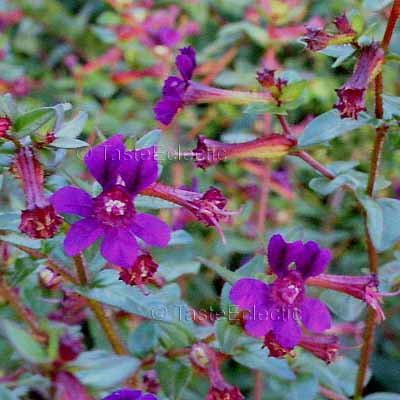 Cuphea aequipetala 4 Unrooted Cuttings BAT FACE Tiny Mice BUNNY EARS Bees MEDICINAL SHADE