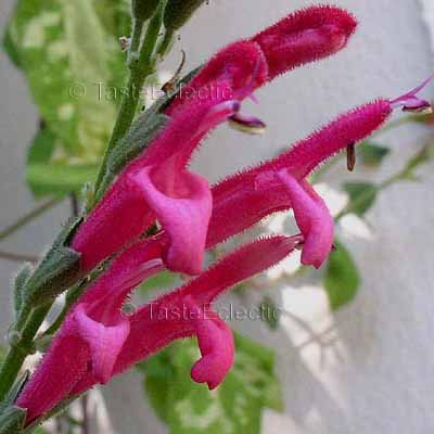 Salvia westerae 3 inch Pot Plant V RARE BOLIVIAN SAGE orbignaei x haenkei
