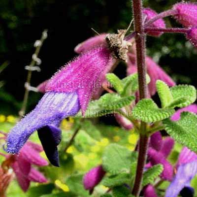 Salvia semiatrata 3 inch Pot Plant MULTI-COLOR MEXICAN SAGE RARE Z8