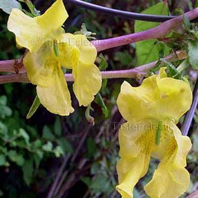 Impatiens scabrida 3 Unrooted Cuttings RUGGED YELLOW HIMALAYAN Jewelweed SHADE EASY