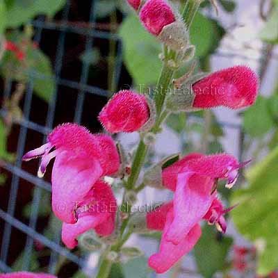 Salvia westerae 4 inch Pot Plant V RARE BOLIVIAN SAGE orbignaei x haenkei