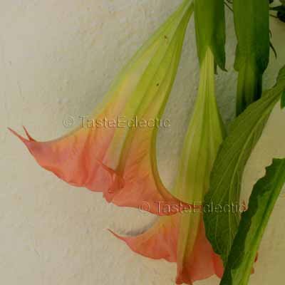 Brugmansia sp 'Pink' 4 inch Pot Plant FRAGRANT Angel Trumpet Tree
