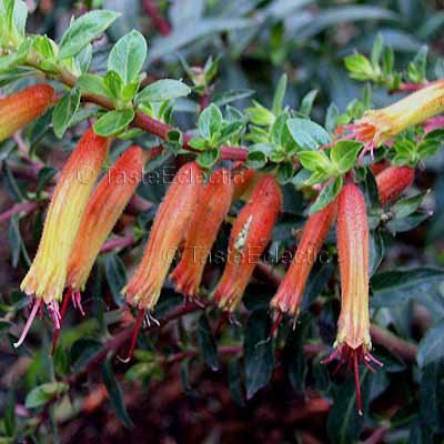 cuphea micropetala 3 5 inch pot plant multi color hummingbirds cigar firecracker cuphea micropetala 3 5 inch pot plant multi color hummingbirds cigar firecracker