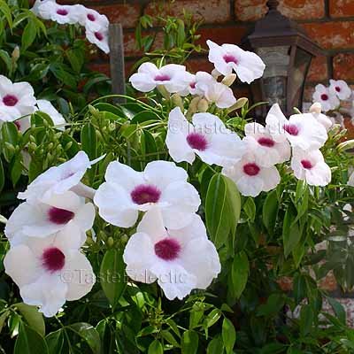 Pandorea jasminoides 'Rosea' 4 inch Pot Plant PINK BOWER JASMINE VINE Easy