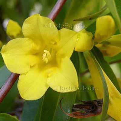 Gelsemium sempervirens 4 inch Pot Plant YELLOW CAROLINA WINTER JASMINE JESSAMINE VINE