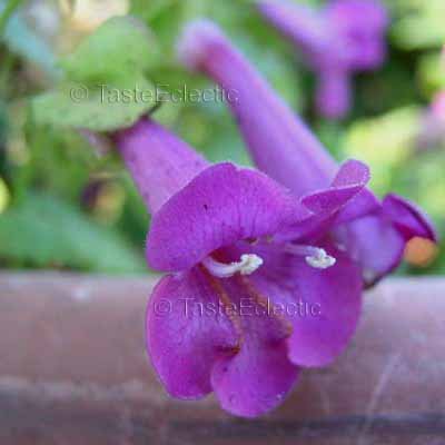 Asarina purpusii 'Victoria Falls' 4 inch Pot Plant CREEPING GLOXINIA VINE Hard-To-Find EASY