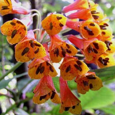 Bomarea acutifolia 3 inch Pot Plant V RARE CLIMBING Astroemeria SOUTH MEXICAN PERUVIAN LILY Vine