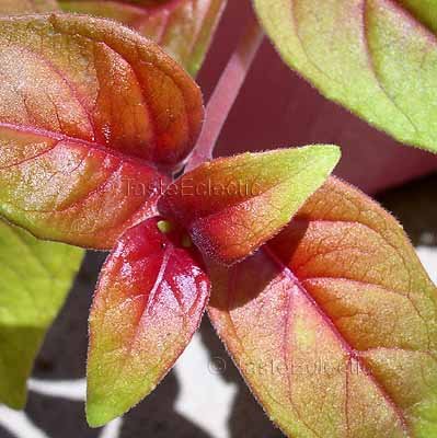 Fuchsia 'Autumnale' 3 inch Pot Plant RED GOLD "Variegated" Hard-To-Find TRAILING