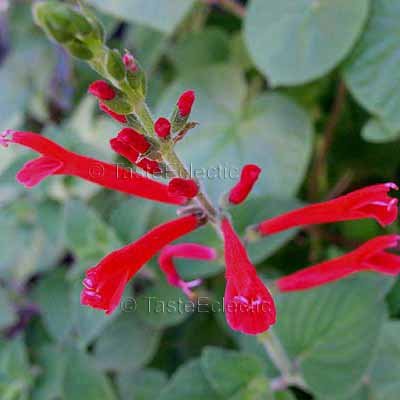 Salvia elegans HONEY MELON 3 inch Pot Plant Herb DWARF PINEAPPLE SAGE HARD2FIND