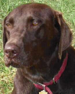 Dog
