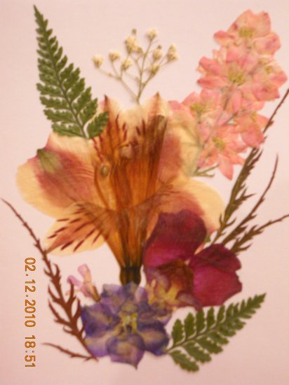 Alstromeria card