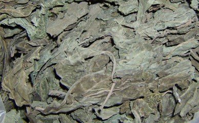 Salvia Divinorum Oaxacan Dried Leaves 1/2 Ounce