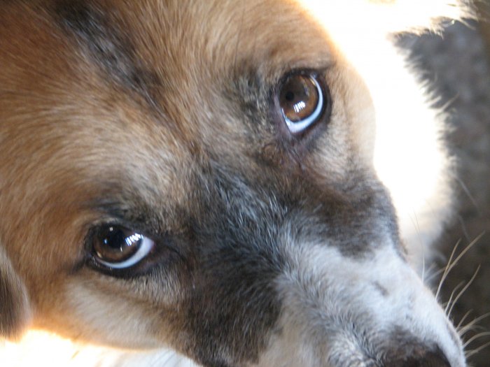 dog