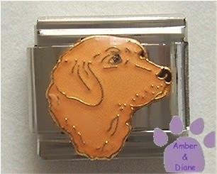 Golden Retriever Italian Charm beautiful dog