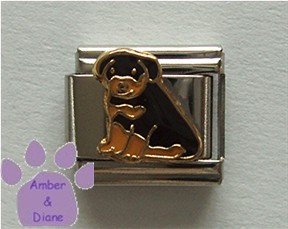 Rottweiler Puppy Italian Charm Rottie Pup