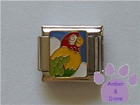 Parrot Italian Charm Macaw for a Bird Lover