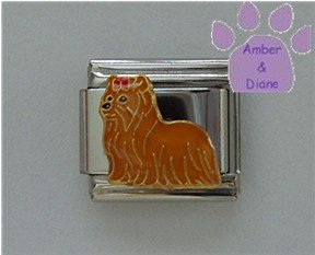 Yorkshire Terrier Dog Italian Charm Yorkie Pup