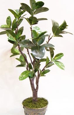 Silk Plant