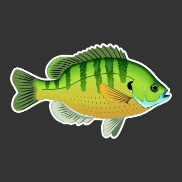 Bluegill, Bream, Panfish Fishing Decal