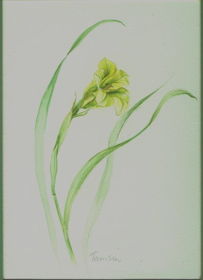 Delicate Dance