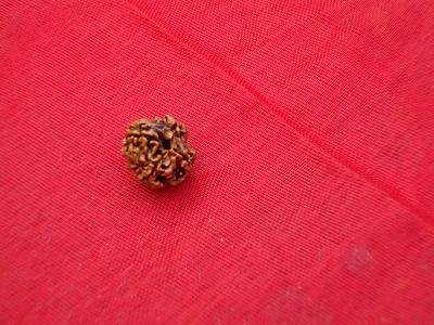 Char Mukhi Rudraksha 4 Face Genuine