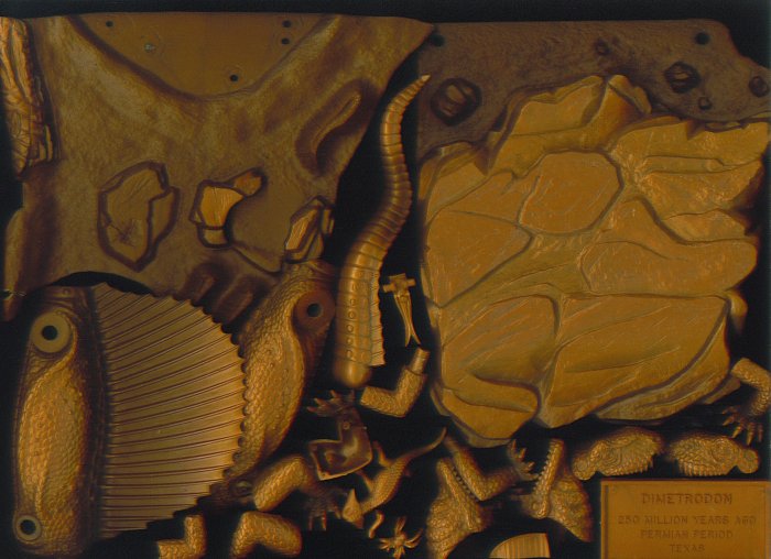 SAILBACK REPTILE LEFT ROOF OF MOUTH # 7, 9.4 NM