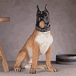Alabastrite Large Boxer Dog -30422