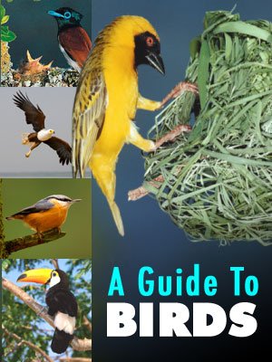 A Guide To Birds