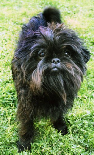 Affenpinscher