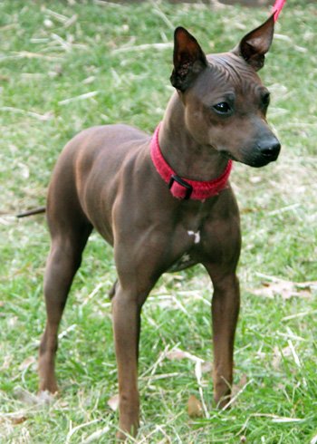 American Hairless Terrier