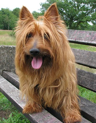Australian Terrier