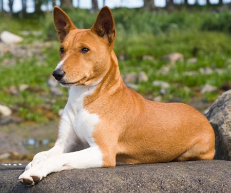 Basenji