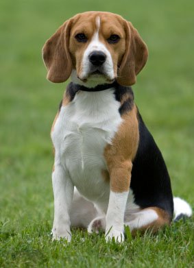 Beagle