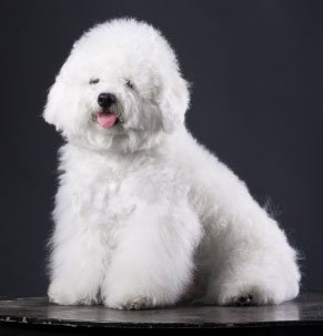 Bichon Frise