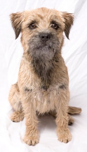 Border Terrier