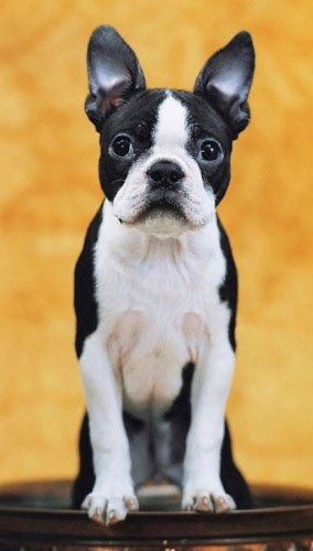 Boston Terrier