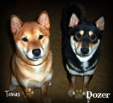 Shiba Inu