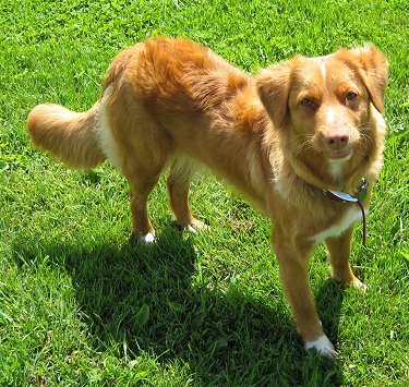 Nova Scotia Duck-Tolling Retriever